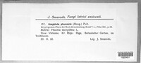 Graphiola phoenicis image